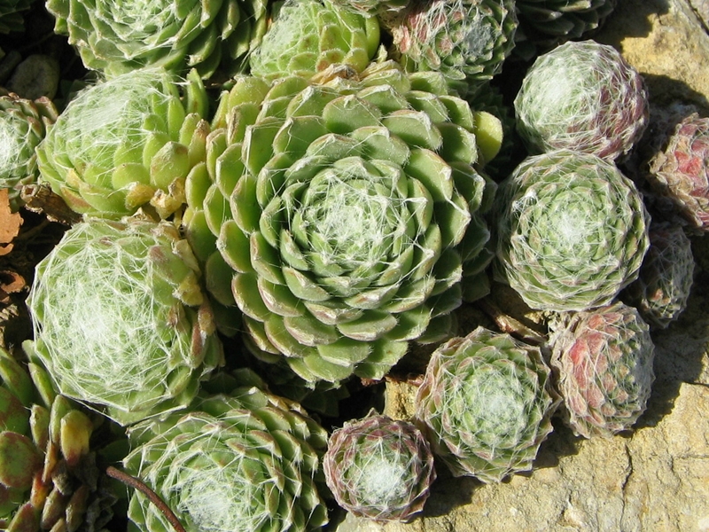 Weisskugel