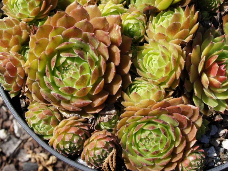 Rocknoll Rosette