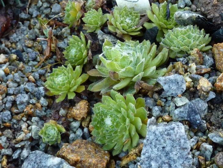 Weisskugel