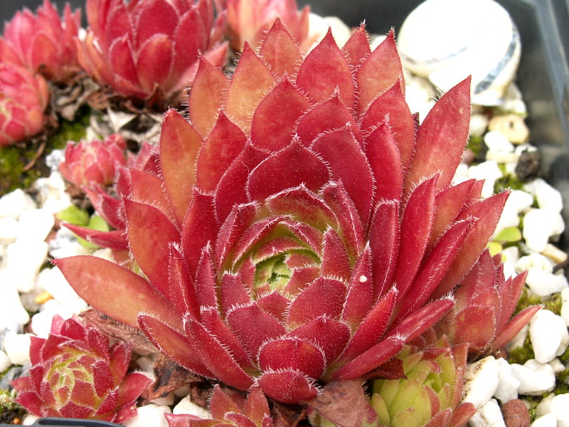 Rocknoll Rosette