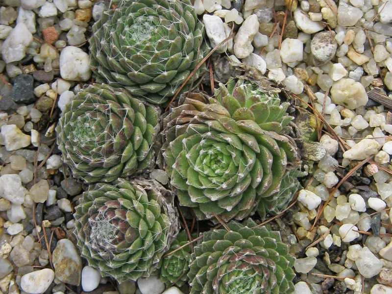 Weisskugel