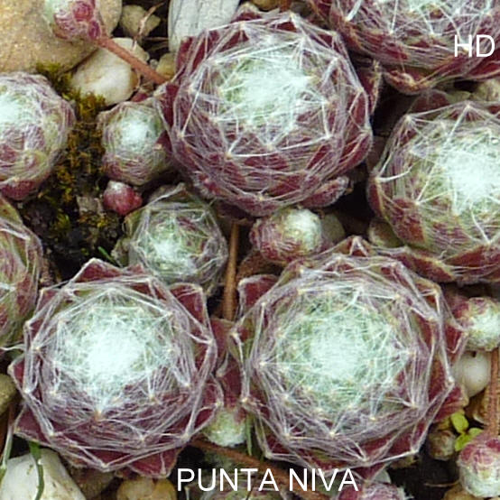 Punta Niva