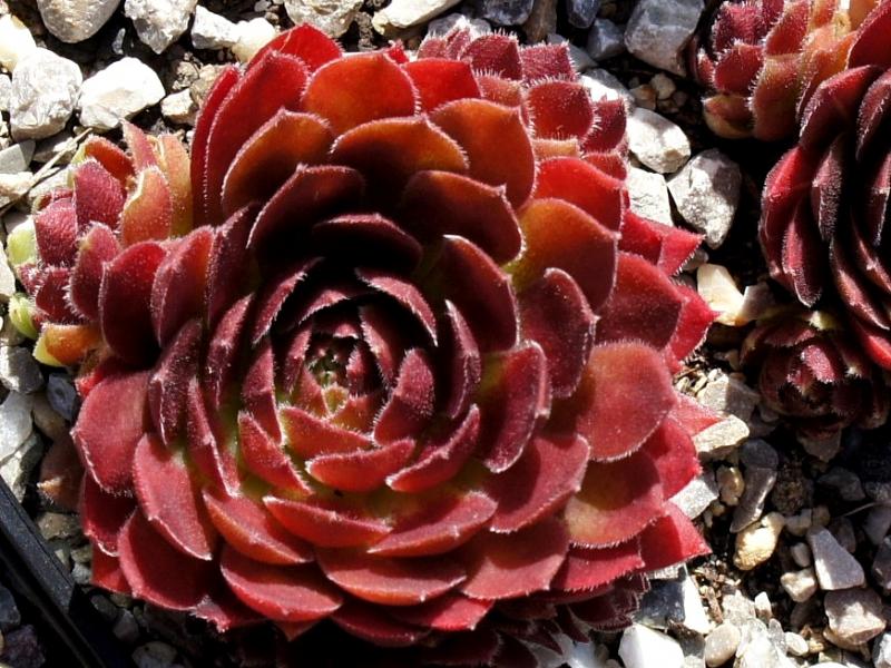 Rocknoll Rosette