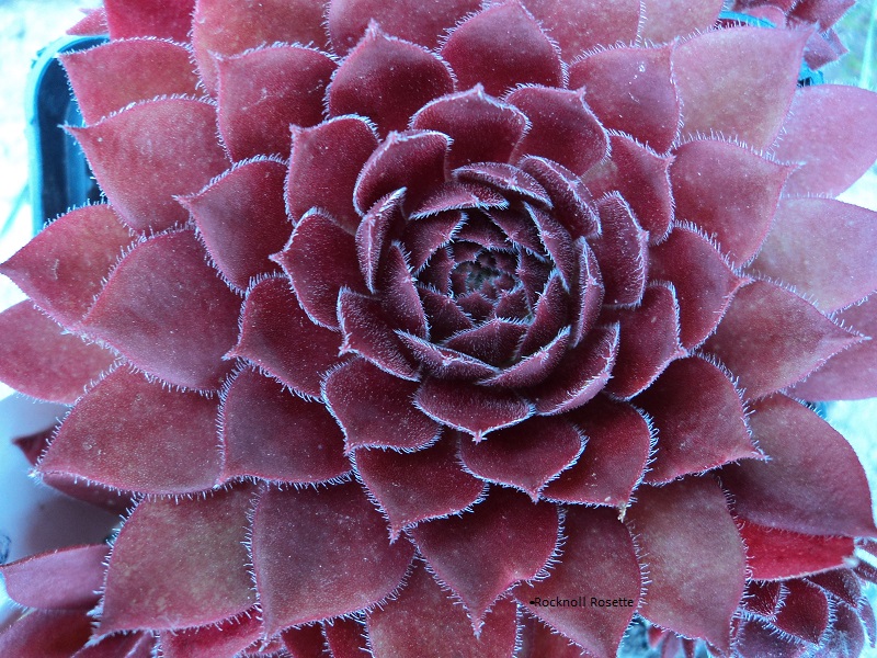 Rocknoll Rosette