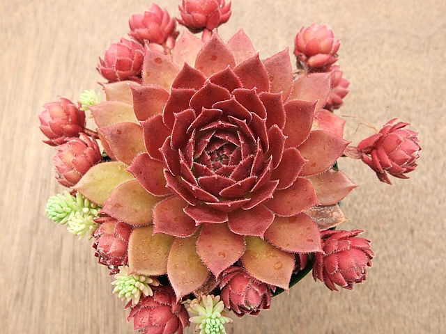 Rocknoll Rosette