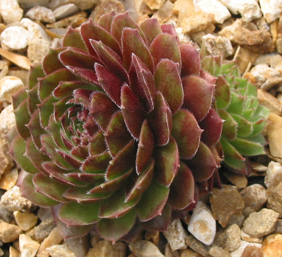 Rocknoll Rosette