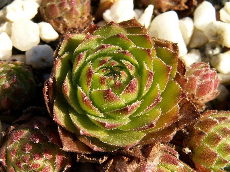 Rocknoll Rosette