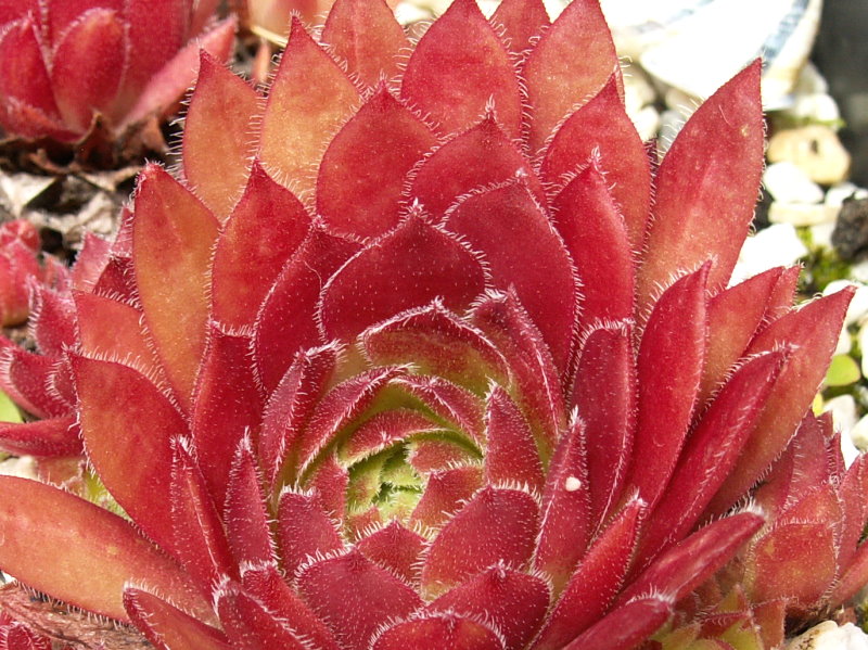 Rocknoll Rosette