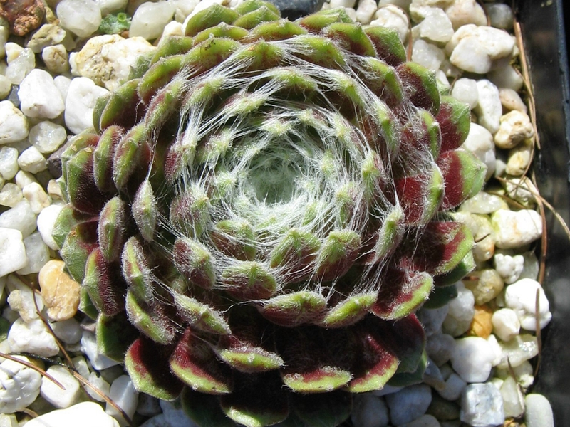 Weisskugel