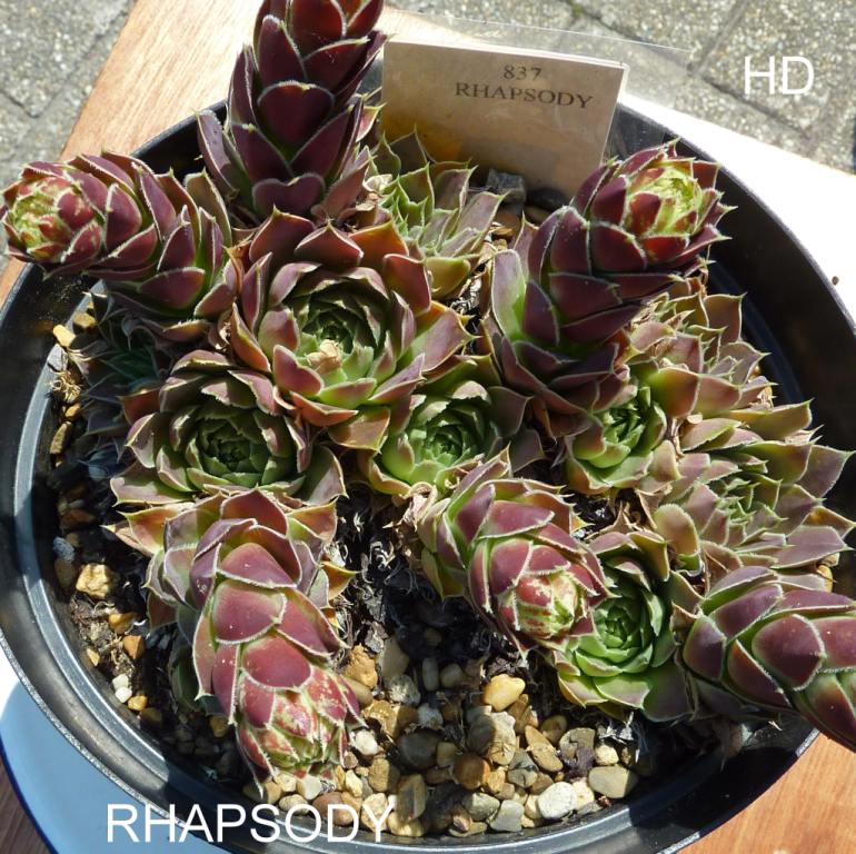 Rhapsody / Jovi