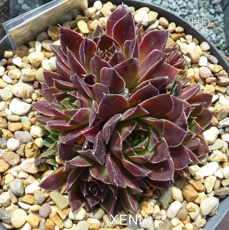 Xenia / Jovi