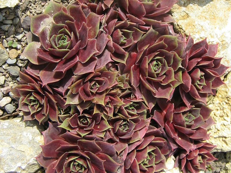 Violetta