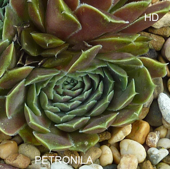 Petronila / Jovi
