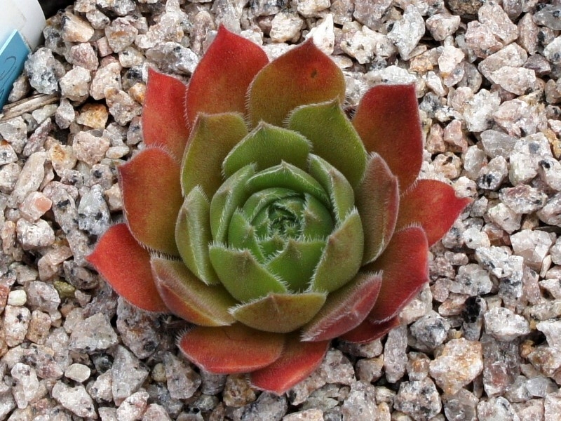 Philippa
