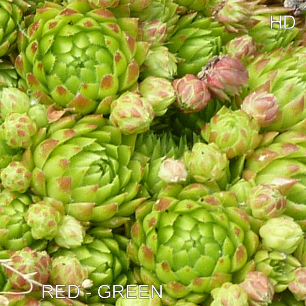 Red-Green / Jovi