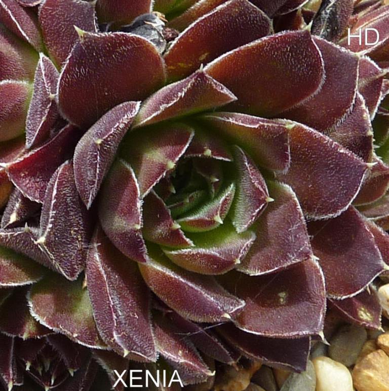 Xenia / Jovi