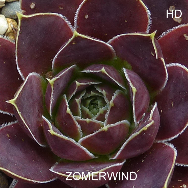 Zomerwind / Jovi