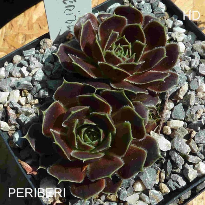 Periberi / Jovi