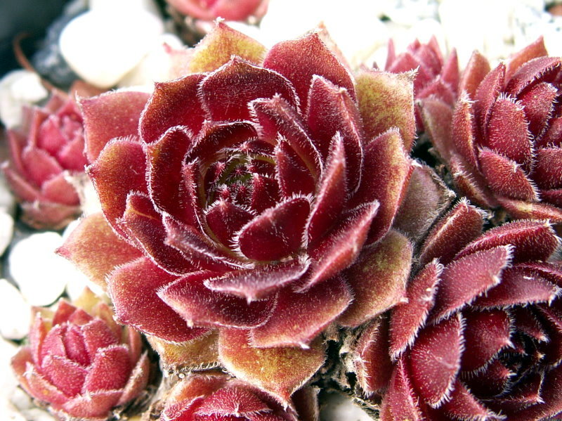 Rocknoll Rosette