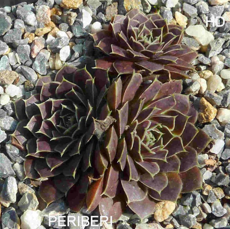 Periberi / Jovi