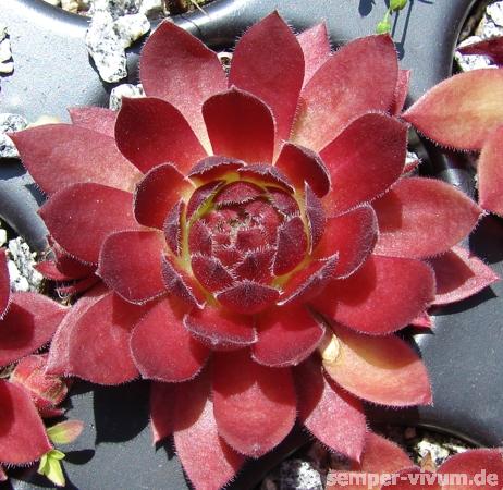 Rocknoll Rosette