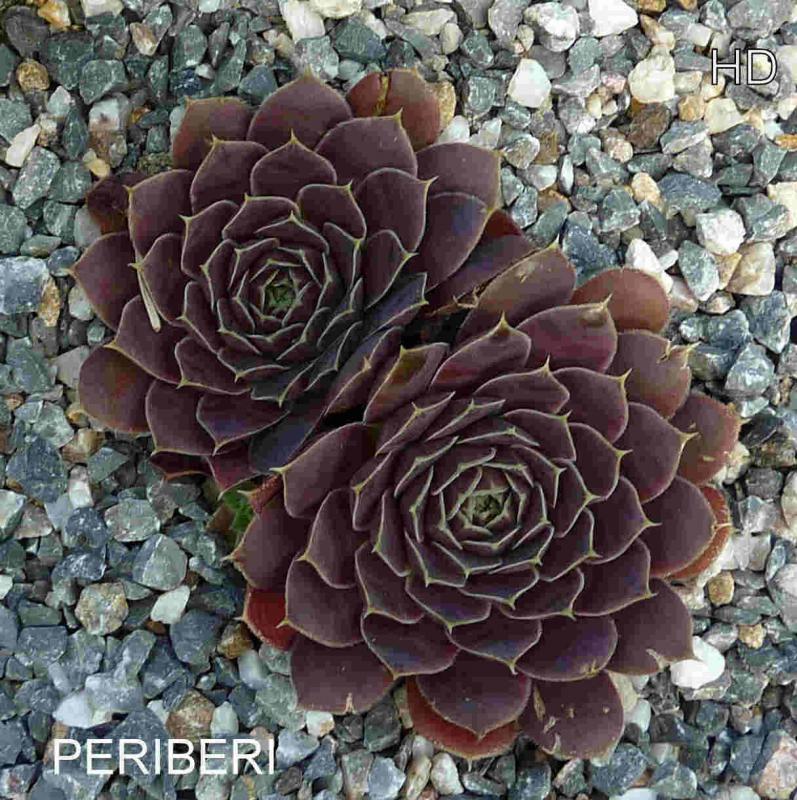 Periberi / Jovi