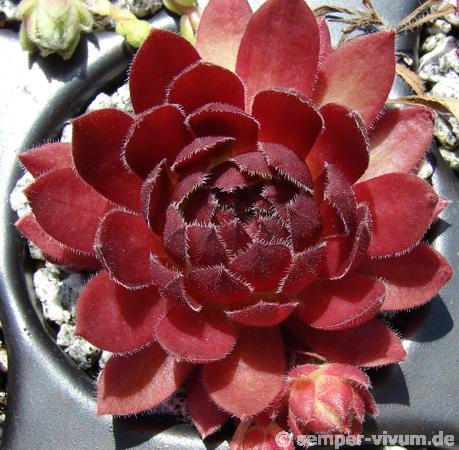 Rocknoll Rosette