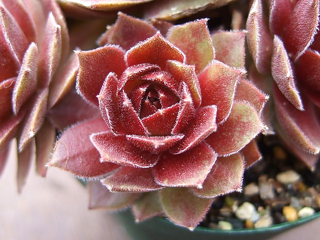 Rocknoll Rosette