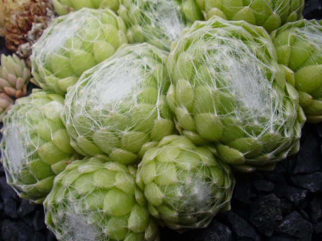 Weisskugel