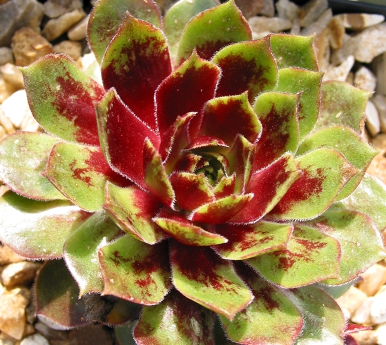 Rocknoll Rosette