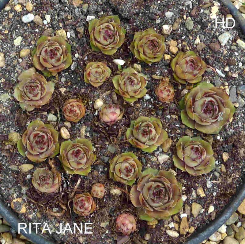 Rita Jane