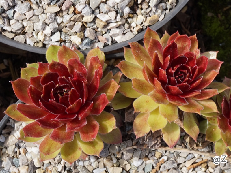 Rocknoll Rosette