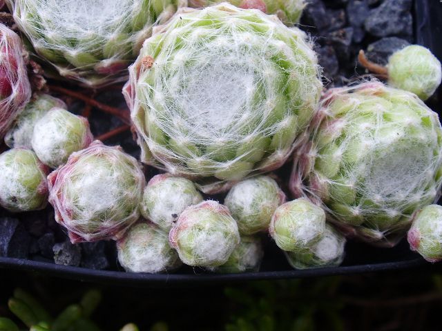 Ottolina