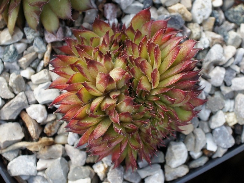 Rex Crested