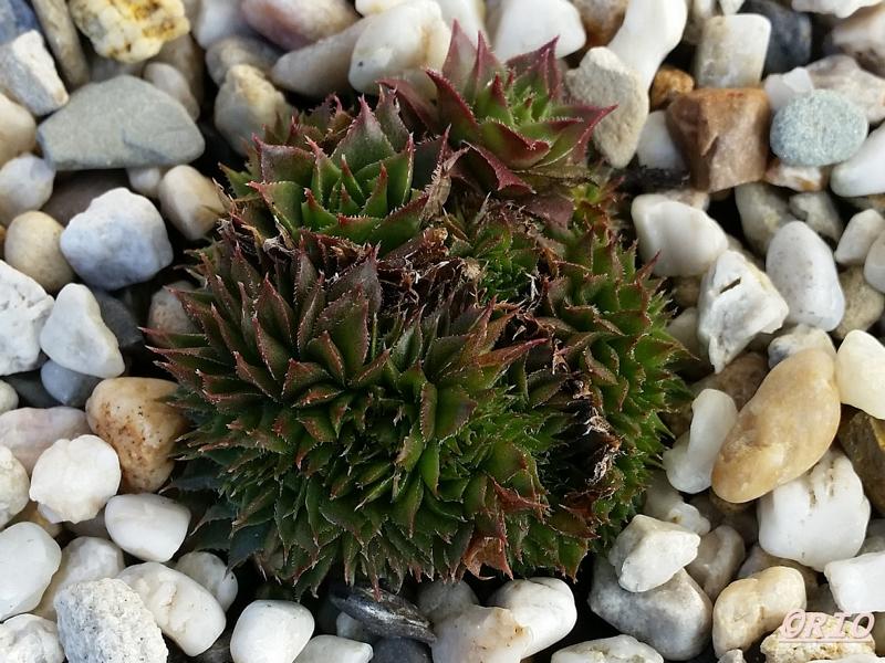 Rex Crested