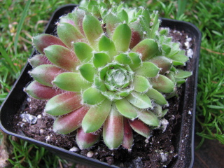 Wuschel
