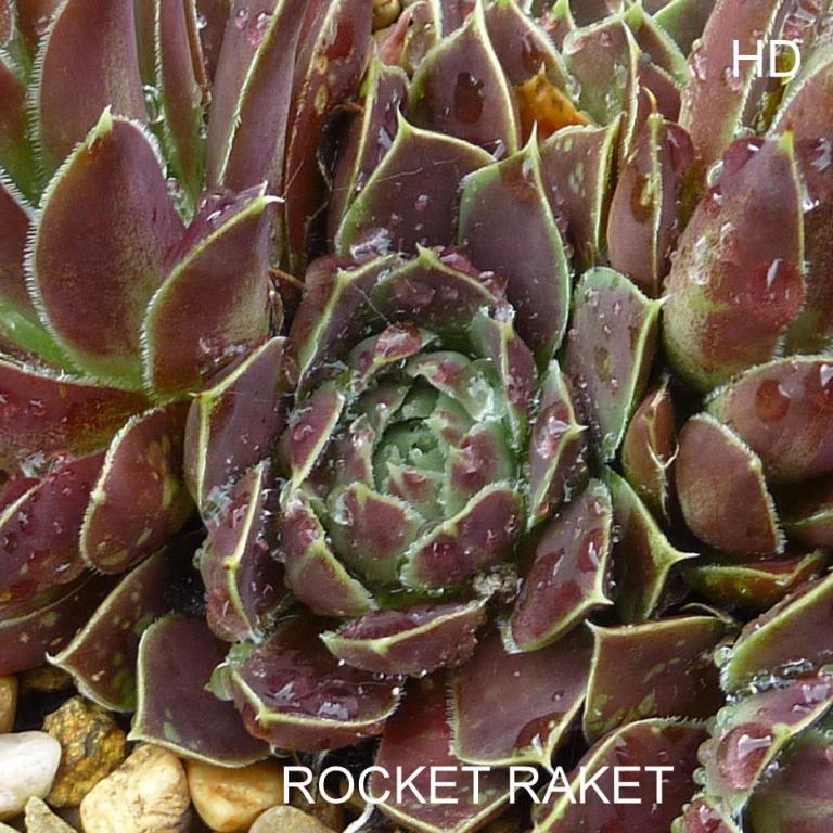 Rocket Raket / Jovi