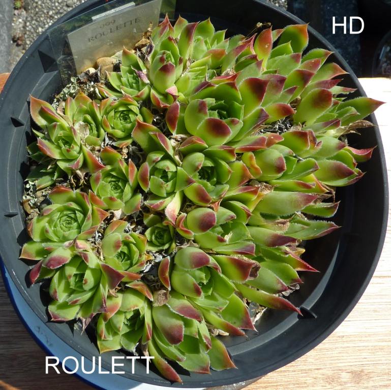 Roulett / Jovi