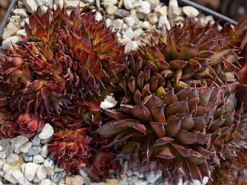 Rex Crested