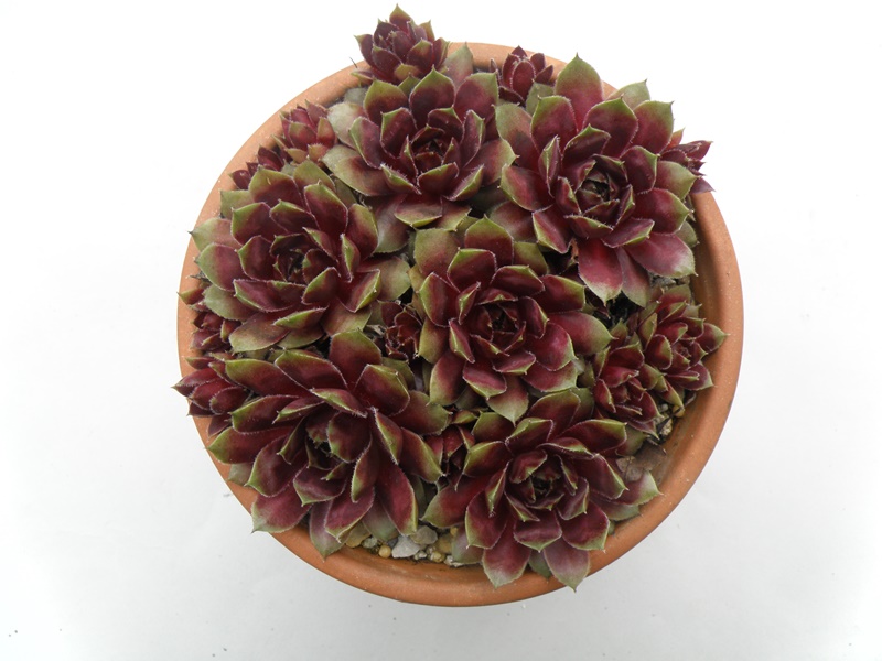 Winter Blush