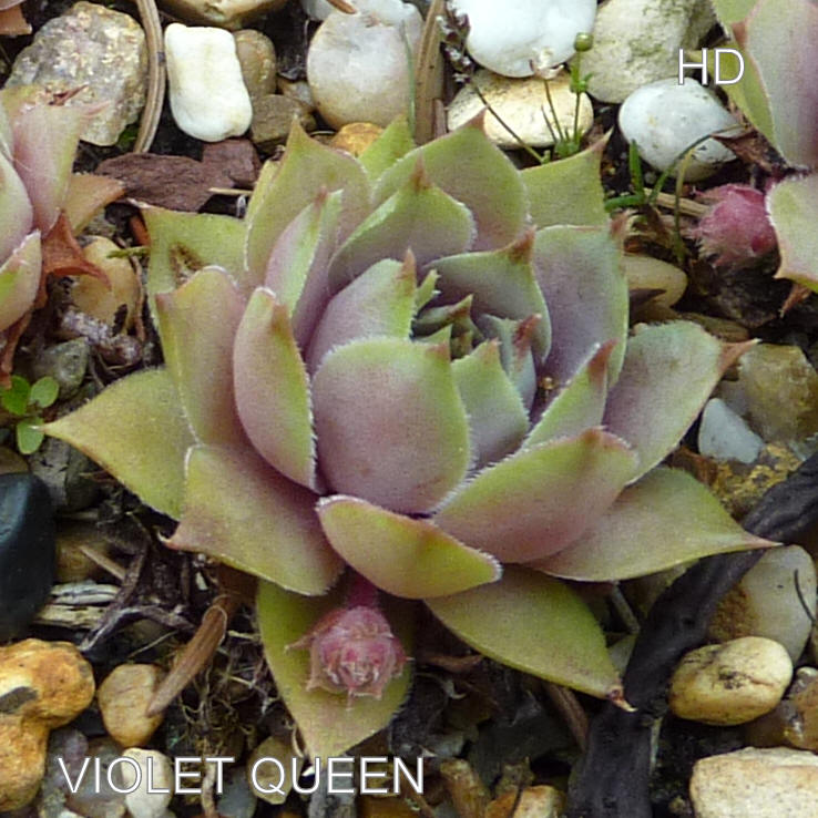 Violet Queen