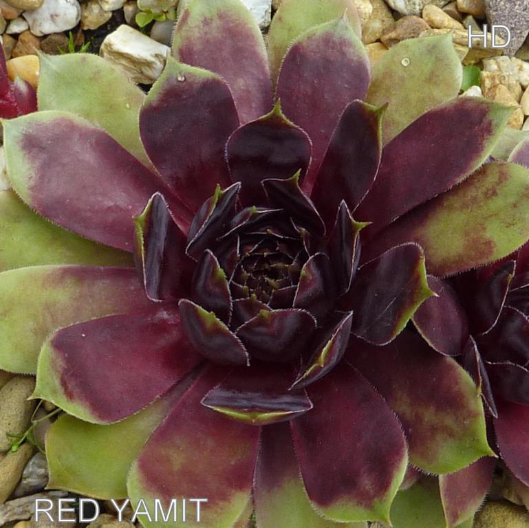 Red Yamit