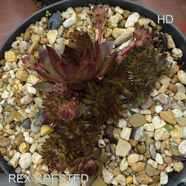 Rex Crested