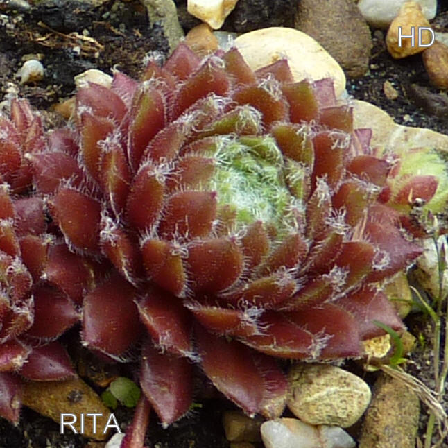 Rita