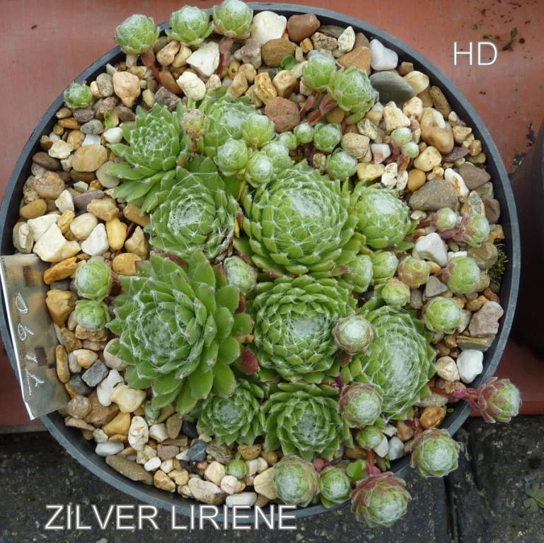 Zilver Liriene