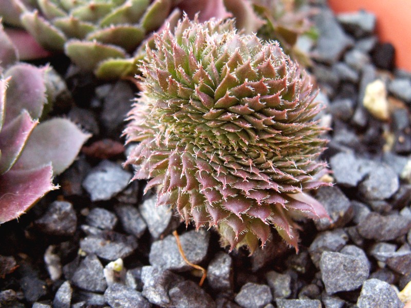 Venus Crested