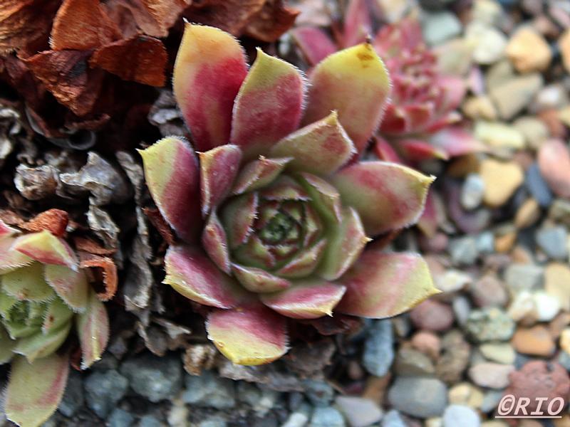 Winter Blush