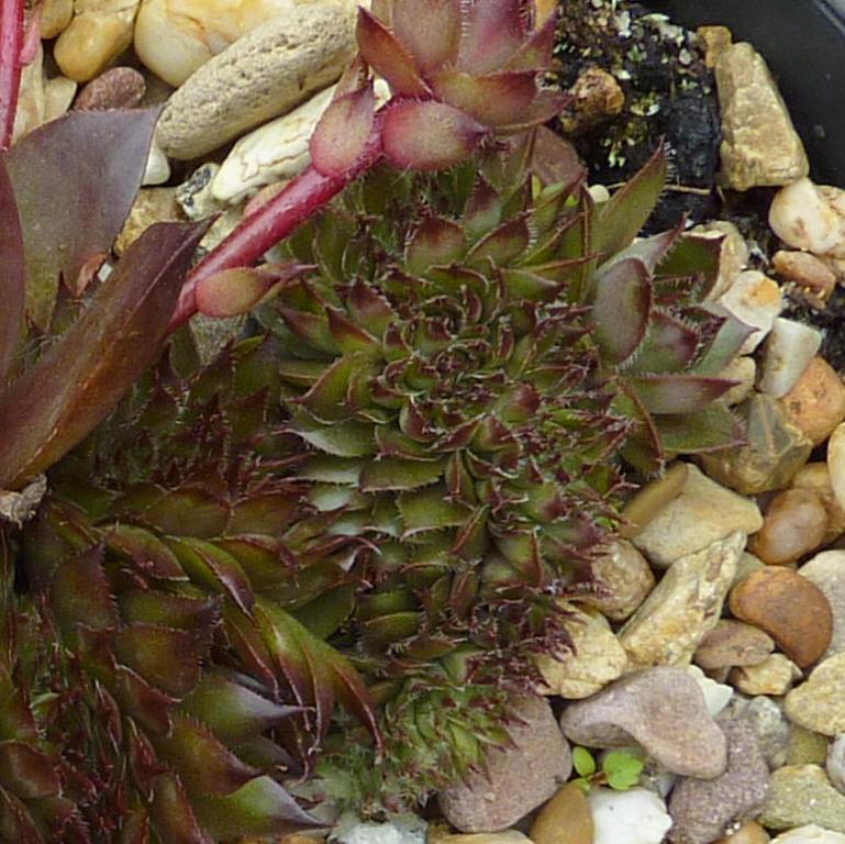 Rex Crested