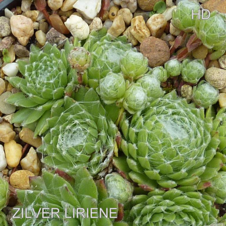 Zilver Liriene