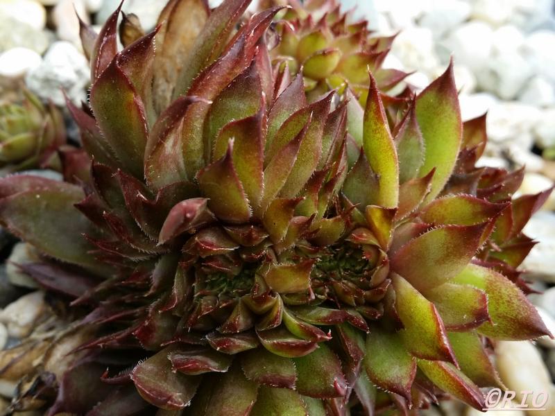 Rex Crested